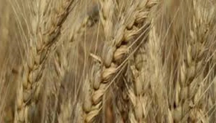 Пшеница мягкая озимая Балада Мироновская- фото № 1