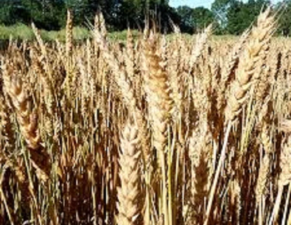 Семена озимой пшеницы Благодарка Одесская на продажу- фото № 1