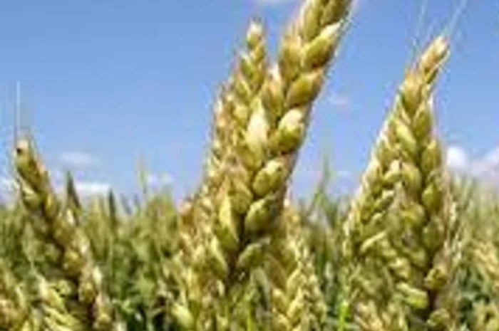 Продается семена озимой пшеницы Чирон- фото № 1