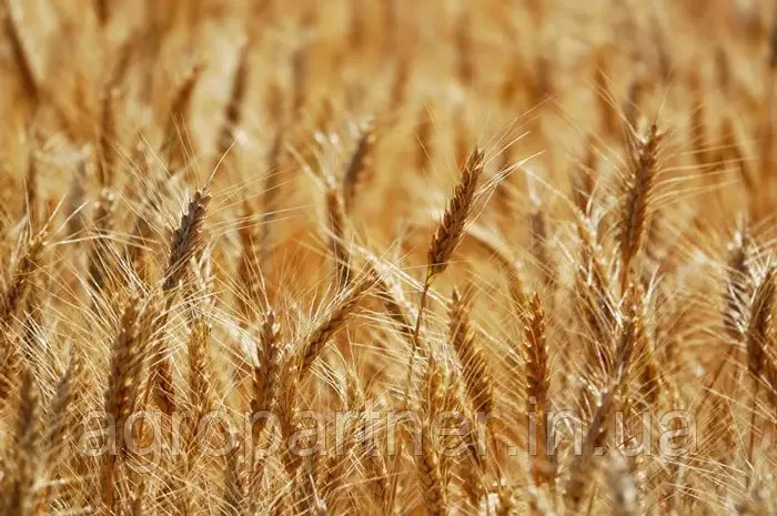 Насіння озимої пшениці Керамік LG в Харькове- фото № 1