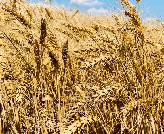 Продаж озимої пшениці Софру- фото № 1