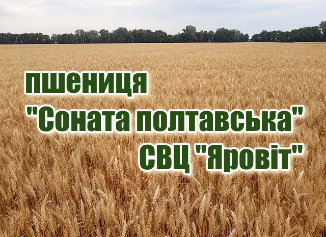 Насіння озимої пшениці "Соната полтавська"- фото № 1