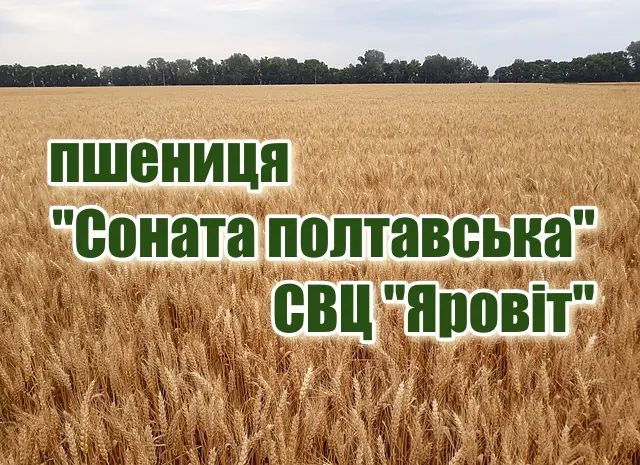 Продаж насіння озимої пшениці "Соната полтавська"- фото № 1