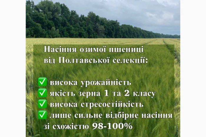 Продаж озимої пшениці сорту ПС Манжелія- фото № 1