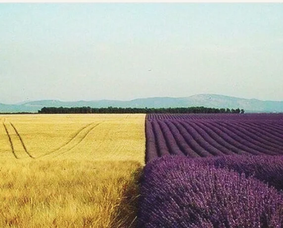 Закупаємо пшеницю на експорт- фото № 1