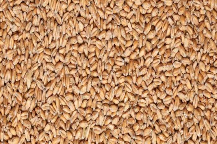 Підприємство переробник на постійній основі закуповує Пшеницю Тверду ( Фураж)- фото № 1