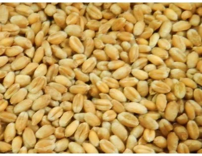 Закупка пшениці продовольчої та фуражної- фото № 1