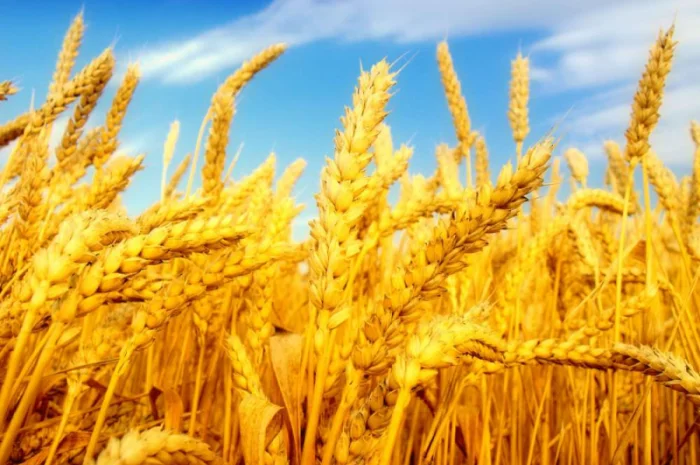 Семена пшеницы сорта TESLA для продажи- фото № 6