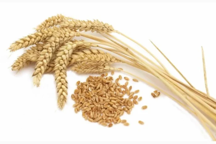 Семена озимой пшеницы КАНАДА на продажу- фото № 1