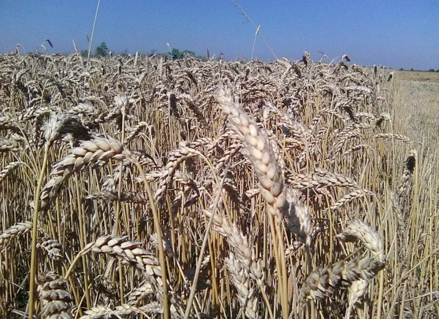 Семена озимой пшеницы КАНАДА на продажу- фото № 3