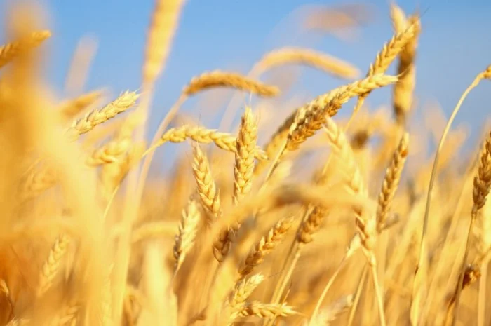 Семена озимой пшеницы КАНАДА на продажу- фото № 4