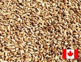 Семена пшеницы двуручка AMADEO для продажи- фото № 2