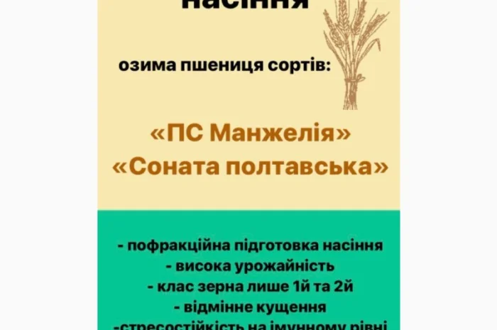 Насіння озимої пшениці високої якості- фото № 1