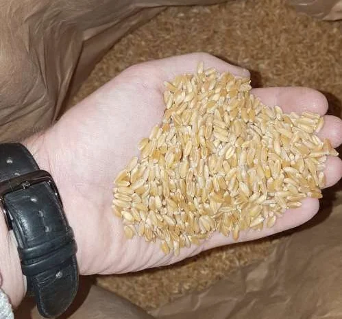 Насіння ярої пшениці ZELMA для продажу- фото № 1