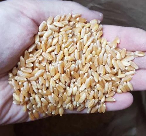 Продаж семян пшениці CHICAGO, озимий сорт- фото № 1