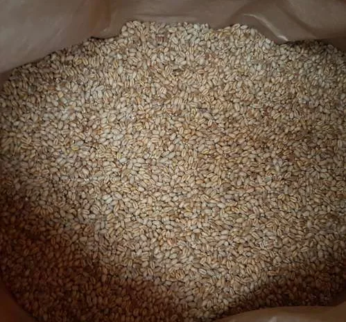 Продажа семян озимой пшеницы MASON- фото № 1