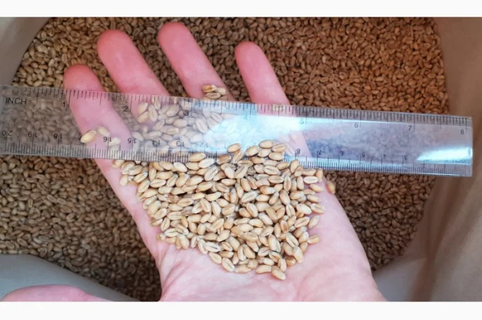 Насіння пшениці сорт FOX для продажу- фото № 1