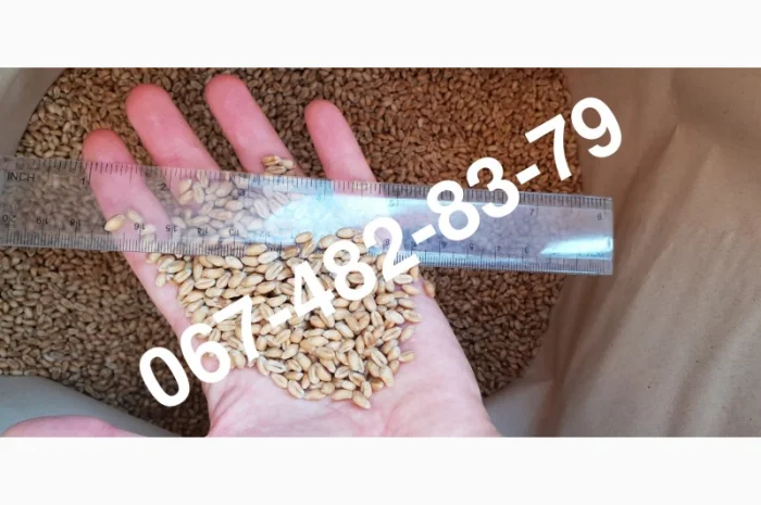 Семена пшениці сорту Baxter двуручки- фото № 1