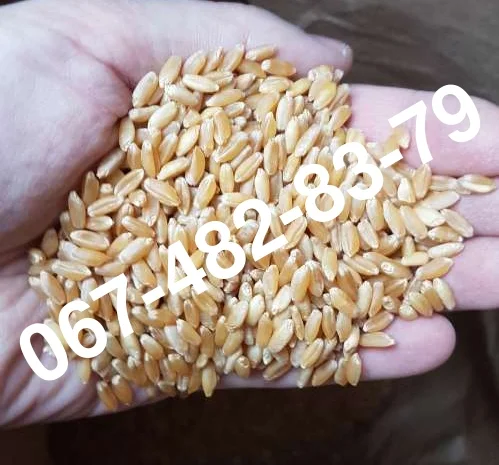 Пшениця ALMA - елітний канадський сорт- фото № 1