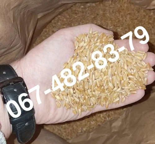 Насіння пшениці ZELMA канадський ярий трансгенний сорт- фото № 1