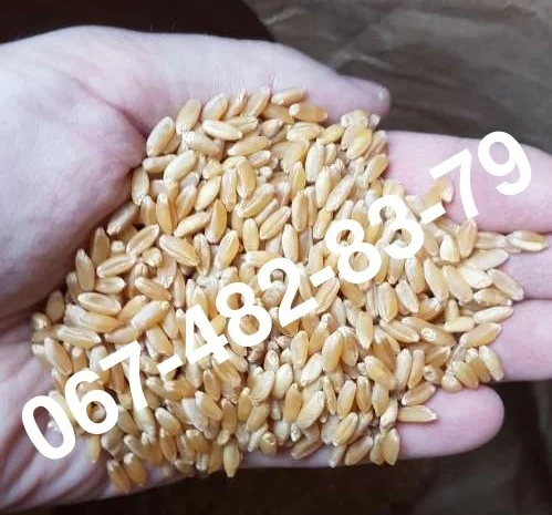 Продам семена пшеницы BUFORD твердый озимый канадский трансгенный сорт (элита)- фото № 1