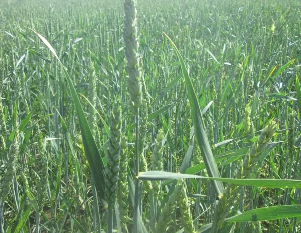 Продаем семена канадской пшеницы Новелл. 1 репродукция- фото № 1