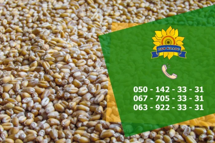 Насіння пшениці Тацитус, високоякісний посадковий матеріал- фото № 2