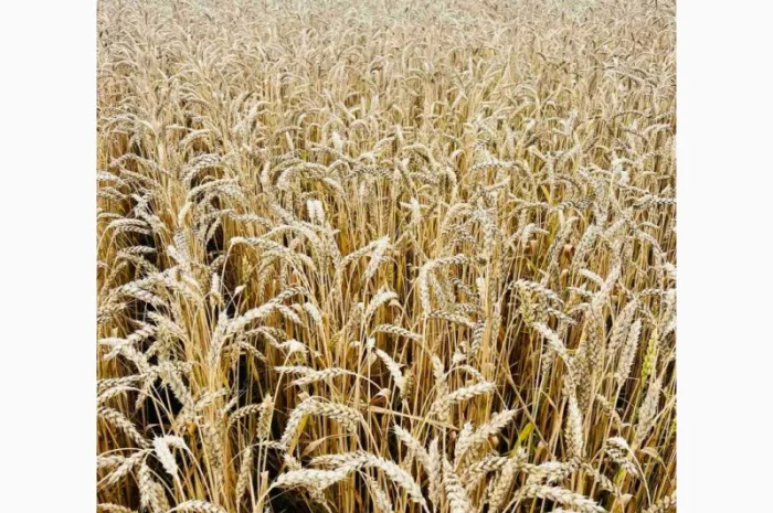 Продаж озимої пшениці Подолянка (еліта)- фото № 1