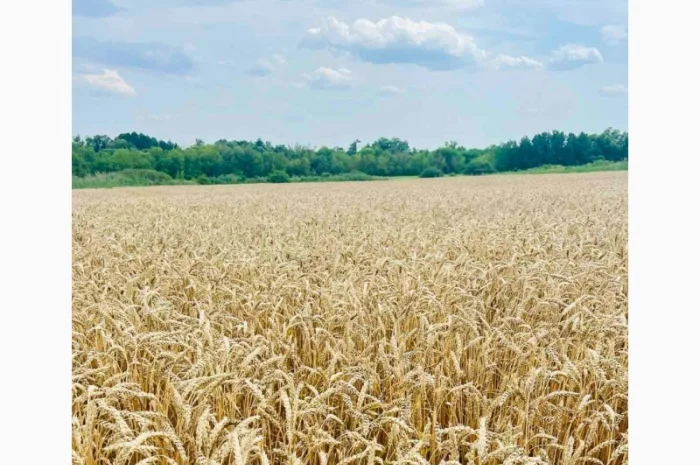 Озима пшениця Богдана (еліта) на продаж- фото № 1