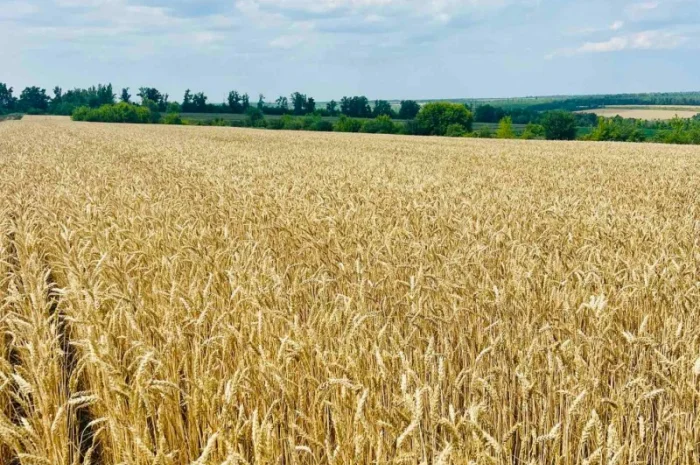 Озима пшениця Астарта - еліта- фото № 1