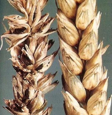 Покупка пшениці з головнею- фото № 1