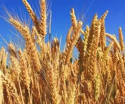 Закупаем пшеницу с поля в Чигирине- фото № 1