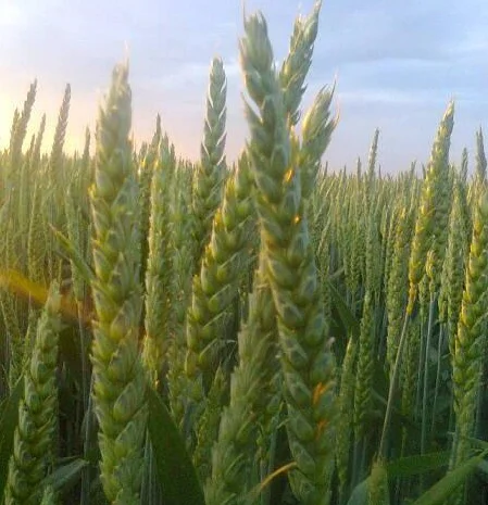 Насіння ярої пшениці Маттус, Гранус, Широкко, 1 репродукція з документами- фото № 1