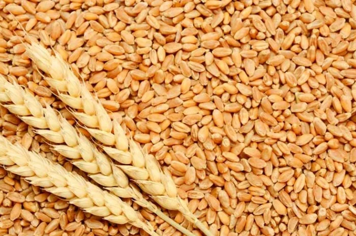 Куплю пшеницю- фото № 1