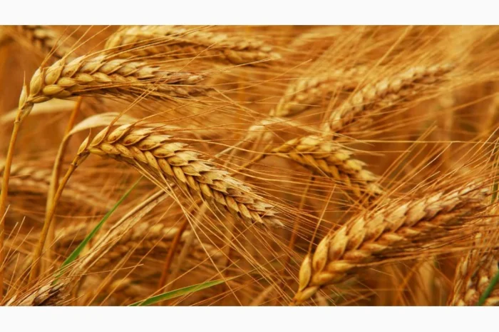 Куплю пшеницу продовольственную- фото № 8