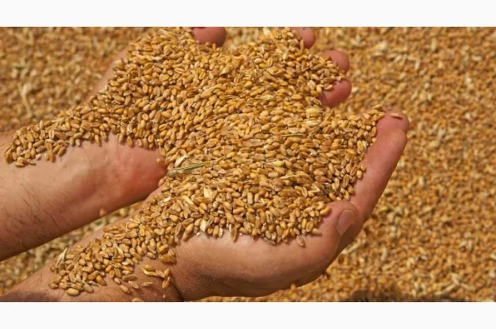 Купимо пшеницю 3 клас. Вся Україна. Самовивіз- фото № 1