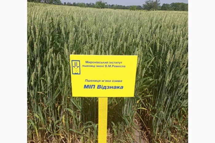 МІП Відзнака- фото № 1