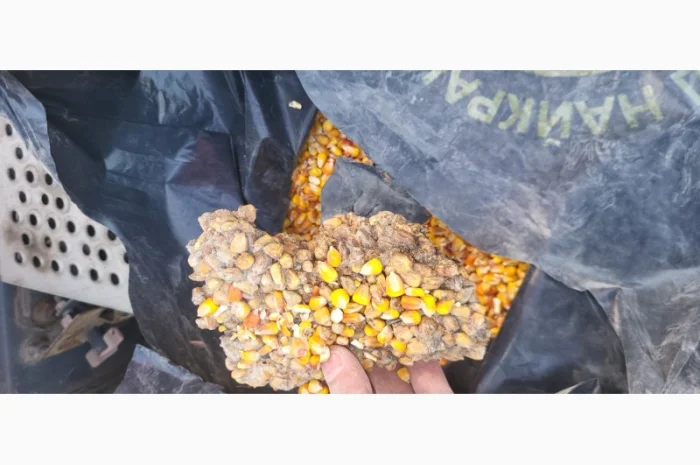 Куплю зерновідходи та некондицію кукурудзи- фото № 3