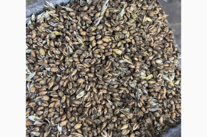 Куплю зерновідходи та некондицію кукурудзи- фото № 4