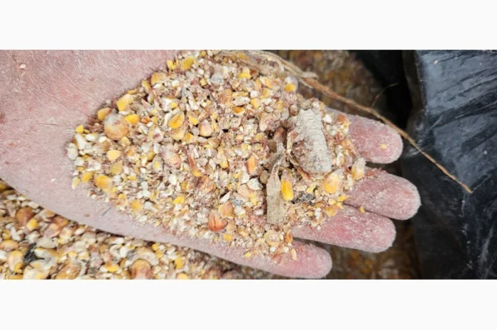 Куплю зерновідходи та некондицію кукурудзи- фото № 1