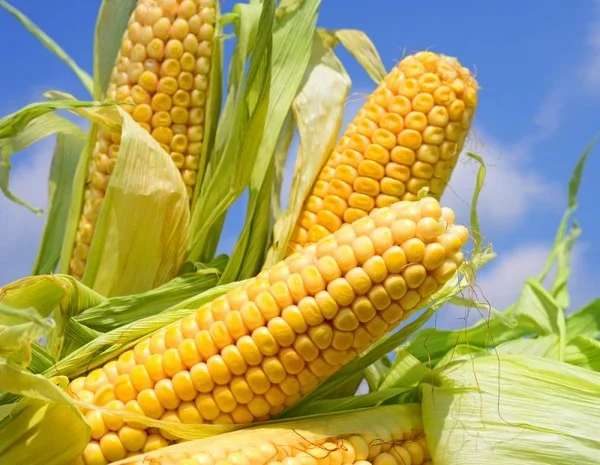 Закупаю кукурузу в больших объемах- фото № 1