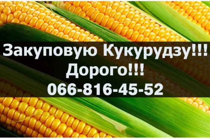 Покупаем кукурузу! Высокие цены! Доступны большие контракты!- фото № 1