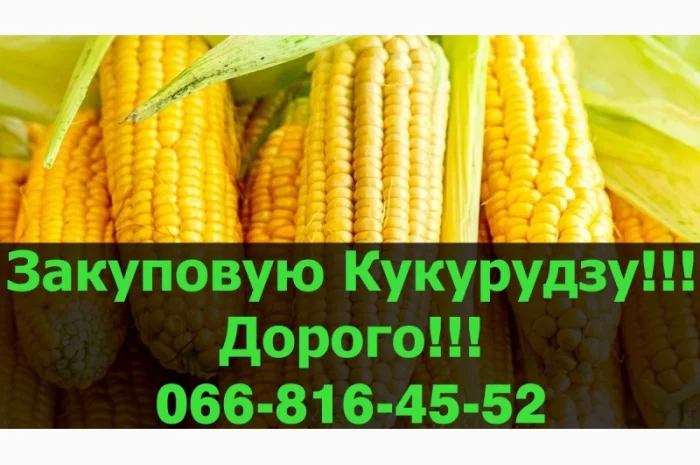 Купую кукурудзу оптом за високими цінами- фото № 1