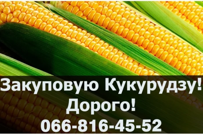 Закупка кукурузы в любых объемах- фото № 1