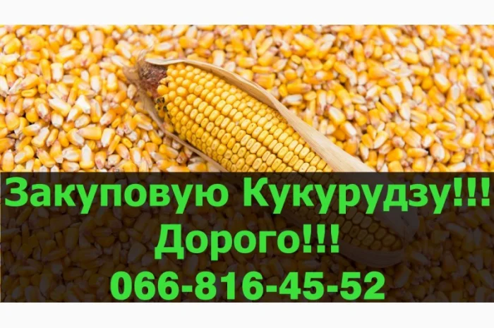 Закупівля кукурудзи в Полтавській області- фото № 1