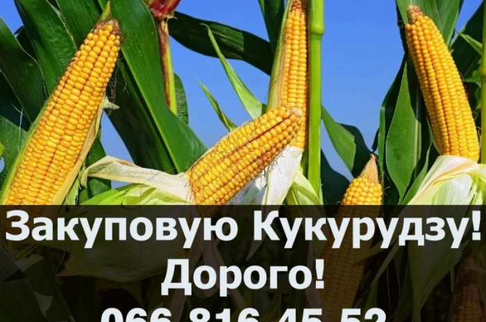 Закупка кукурузы от фермерских хозяйств- фото № 1