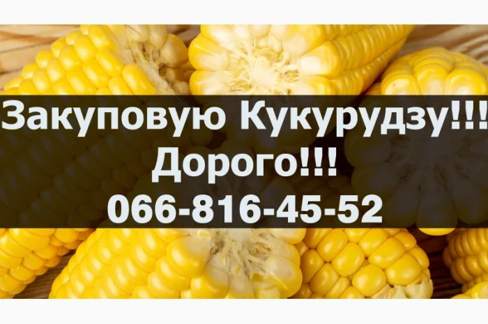 Куплю кукурудзу від виробника на умовах контракту- фото № 1