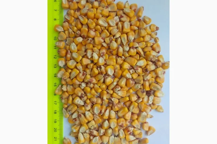 Продаю кукурузу фуражную урожая 2025 года- фото № 1