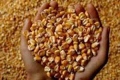 Покупка кукурудзи фуражної в Бродах- фото № 2