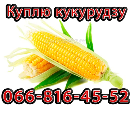 Кукурудза урожаю 2024 року на постійній основі- фото № 1